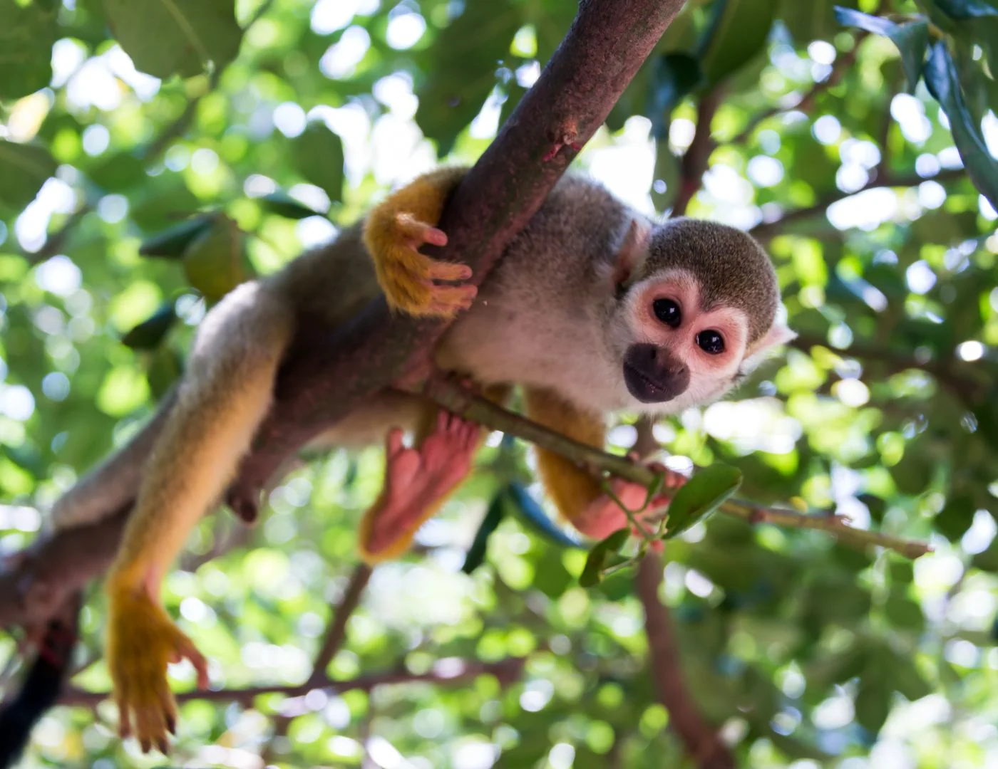monos
