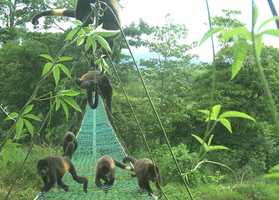 monos1