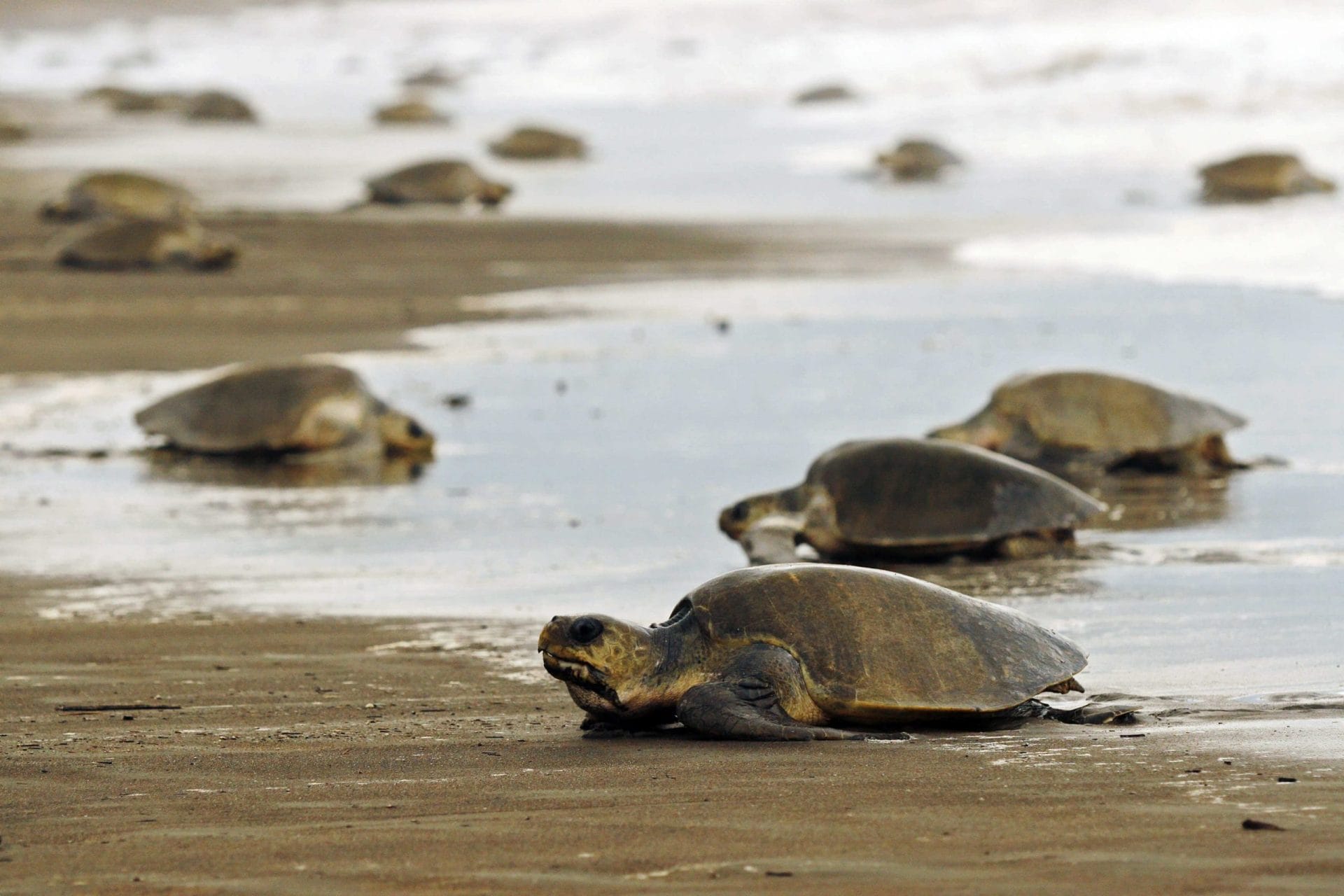 tortuguero